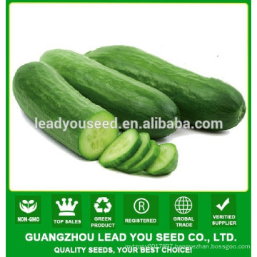 NCU071 Chongwu hybrid quality cucumber seeds for greenhouse